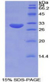TUBE1 / Tubulin Epsilon Protein - Recombinant Tubulin Epsilon By SDS-PAGE