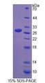 UPB1 Protein - Recombinant Ureidopropionase Beta By SDS-PAGE