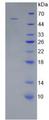 WNT10A Protein - Recombinant Wingless Type MMTV Integration Site Family, Member 10A By SDS-PAGE