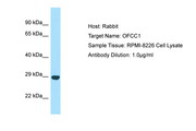 MRDS1 / OFCC1 Antibody -  This image was taken for the unconjugated form of this product. Other forms have not been tested.