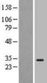 MRDS1 / OFCC1 Protein - Western validation with an anti-DDK antibody * L: Control HEK293 lysate R: Over-expression lysate