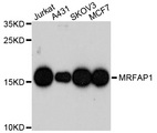 MRFAP1 / PGR1 Antibody - Western blot analysis of extracts of various cell lines.