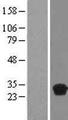 MRGBP Protein - Western validation with an anti-DDK antibody * L: Control HEK293 lysate R: Over-expression lysate