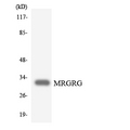 MRGPRG Antibody - Western blot analysis of the lysates from HepG2 cells using MRGRG antibody.