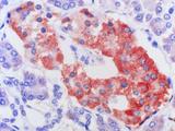 MRGPRX2 / MRGX2 Antibody - Clone 1D3 human pancreas, paraffin section