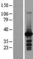 MRI1 Protein - Western validation with an anti-DDK antibody * L: Control HEK293 lysate R: Over-expression lysate