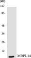 MRPL14 Antibody - Western blot analysis of the lysates from HUVECcells using MRPL14 antibody.