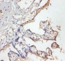 MRPL19 Antibody - Immunohistochemistry of paraffin-embedded human placenta using MRPL19 antibody at dilution of 1:50.  This image was taken for the unconjugated form of this product. Other forms have not been tested.