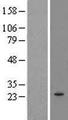 MRPL21 Protein - Western validation with an anti-DDK antibody * L: Control HEK293 lysate R: Over-expression lysate