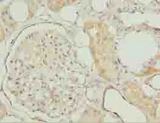 MRPL27 Antibody - Immunohistochemistry of paraffin-embedded human kidney tissue using antibody at dilution of 1:100.