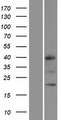 MRPL32 Protein - Western validation with an anti-DDK antibody * L: Control HEK293 lysate R: Over-expression lysate
