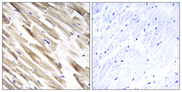 MRPL33 Antibody - Immunohistochemistry of paraffin-embedded human heart tissue using MRPL33 antibody.