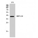 MRPL39 Antibody - Western blot of MRP-L39 antibody