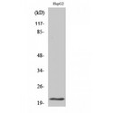 MRPL41 / PIG3 / BMRP Antibody - Western blot of MRP-L41 antibody