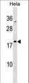 MRPL48 Antibody - MRPL48 Antibody western blot of HeLa cell line lysates (35 ug/lane). The MRPL48 antibody detected the MRPL48 protein (arrow).