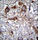 MRPL50 Antibody - RM50 Antibody immunohistochemistry of formalin-fixed and paraffin-embedded human brain tissue followed by peroxidase-conjugated secondary antibody and DAB staining.