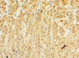 MRPL53 Antibody - Immunohistochemistry of paraffin-embedded human adrenal gland tissue using antibody at dilution of 1:100.