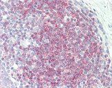 MRPS11 Antibody - Human Tonsil: Formalin-Fixed, Paraffin-Embedded (FFPE).  This image was taken for the unconjugated form of this product. Other forms have not been tested.