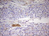 MRPS11 Antibody - IHC of paraffin-embedded Human pancreas tissue using anti-MRPS11 mouse monoclonal antibody. (Heat-induced epitope retrieval by 10mM citric buffer, pH6.0, 120°C for 3min).