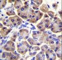 MRPS12 / RPSM12 Antibody - MRPS12 Antibody (Center K43) immunohistochemistry of formalin-fixed and paraffin-embedded human pancreas tissue followed by peroxidase-conjugated secondary antibody and DAB staining.