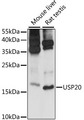 MRPS14 Antibody - Western blot analysis of extracts of various cell lines, using MRPS14 antibody at 1:1000 dilution. The secondary antibody used was an HRP Goat Anti-Rabbit IgG (H+L) at 1:10000 dilution. Lysates were loaded 25ug per lane and 3% nonfat dry milk in TBST was used for blocking. An ECL Kit was used for detection and the exposure time was 30s.