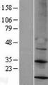 MRPS14 Protein - Western validation with an anti-DDK antibody * L: Control HEK293 lysate R: Over-expression lysate