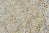 MRPS18B Antibody - 1:100 staining mouse kidney tissue by IHC-P. The sample was formaldehyde fixed and a heat mediated antigen retrieval step in citrate buffer was performed. The sample was then blocked and incubated with the antibody for 1.5 hours at 22°C. An HRP conjugated goat anti-rabbit antibody was used as the secondary.