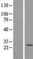 MRPS23 Protein - Western validation with an anti-DDK antibody * L: Control HEK293 lysate R: Over-expression lysate