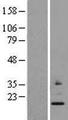 MRPS24 Protein - Western validation with an anti-DDK antibody * L: Control HEK293 lysate R: Over-expression lysate