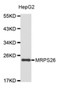 MRPS26 Antibody - Western blot analysis of extracts of HepG2 cell line, using MRPS26 antibody.