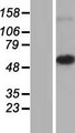 MRPS30 Protein - Western validation with an anti-DDK antibody * L: Control HEK293 lysate R: Over-expression lysate