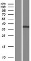 MRPS35 Protein - Western validation with an anti-DDK antibody * L: Control HEK293 lysate R: Over-expression lysate