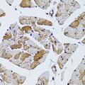 MRPS6 / MRP S6 Antibody - Immunohistochemistry of paraffin-embedded mouse heart tissue.