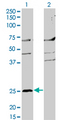 MS4A2 / FCERI Antibody - Western Blot analysis of MS4A2 expression in transfected 293T cell line by MS4A2 monoclonal antibody (M02), clone 3B1.Lane 1: MS4A2 transfected lysate(26.5 KDa).Lane 2: Non-transfected lysate.