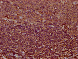 MS4A2 / FCERI Antibody - Immunohistochemistry Dilution at 1:400 and staining in paraffin-embedded human tonsil tissue performed on a Leica BondTM system. After dewaxing and hydration, antigen retrieval was mediated by high pressure in a citrate buffer (pH 6.0). Section was blocked with 10% normal Goat serum 30min at RT. Then primary antibody (1% BSA) was incubated at 4°C overnight. The primary is detected by a biotinylated Secondary antibody and visualized using an HRP conjugated SP system.