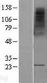 MS4A2 / FCERI Protein - Western validation with an anti-DDK antibody * L: Control HEK293 lysate R: Over-expression lysate