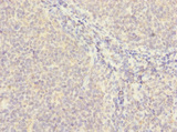MS4A4A Antibody - Immunohistochemistry of paraffin-embedded human tonsil tissue using MS4A4A Antibody at dilution of 1:100