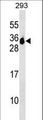 MS4A6A / MS4A Antibody - MS4A6A Antibody western blot of 293 cell line lysates (35 ug/lane). The MS4A6A antibody detected the MS4A6A protein (arrow).