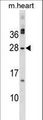 MSC / Musculin Antibody - MSC Antibody western blot of mouse heart tissue lysates (35 ug/lane). The MSC antibody detected the MSC protein (arrow).