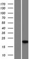 MSGN1 Protein - Western validation with an anti-DDK antibody * L: Control HEK293 lysate R: Over-expression lysate