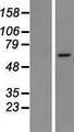 MSL2 Protein - Western validation with an anti-DDK antibody * L: Control HEK293 lysate R: Over-expression lysate