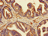 MSMB / MSP Antibody - Immunohistochemistry image of paraffin-embedded human prostate tissue at a dilution of 1:100