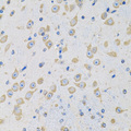 MSRA Antibody - Immunohistochemistry of paraffin-embedded mouse brain tissue.