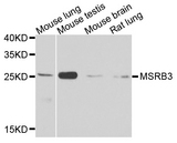 MSRB3 Antibody - Western blot analysis of extracts of various cell lines.