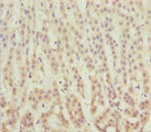 MSRB3 Antibody - Immunohistochemistry of paraffin-embedded human adrenal gland tissue at dilution 1:100