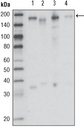 MST1R / RON Antibody - Western blot using RON mouse monoclonal antibody against HCC827 (1), HT-29 (2), HCT-116 (3) and BxPC-3 (4) cell lysate.