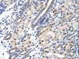 MSX2 / MSH Antibody - MSX2 antibody ARP38153_T100-NP_002440-MSX2 (msh homeobox 2) Antibody was used in IHC to stain formalin-fixed, paraffin-embedded human kidney.  This image was taken for the unconjugated form of this product. Other forms have not been tested.