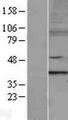MTERF1 Protein - Western validation with an anti-DDK antibody * L: Control HEK293 lysate R: Over-expression lysate