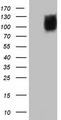MTF-1 Antibody - HEK293T cells were transfected with the pCMV6-ENTRY control (Left lane) or pCMV6-ENTRY MTF1 (Right lane) cDNA for 48 hrs and lysed. Equivalent amounts of cell lysates (5 ug per lane) were separated by SDS-PAGE and immunoblotted with anti-MTF1.