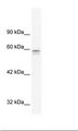 MTF-1 Antibody - HepG2 Cell Lysate.  This image was taken for the unconjugated form of this product. Other forms have not been tested.